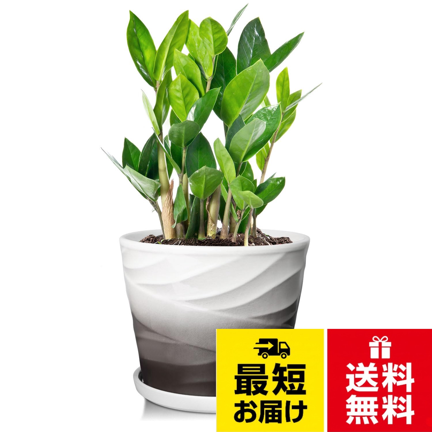 1鉢 陶器 植木鉢 陶器鉢 観葉植物