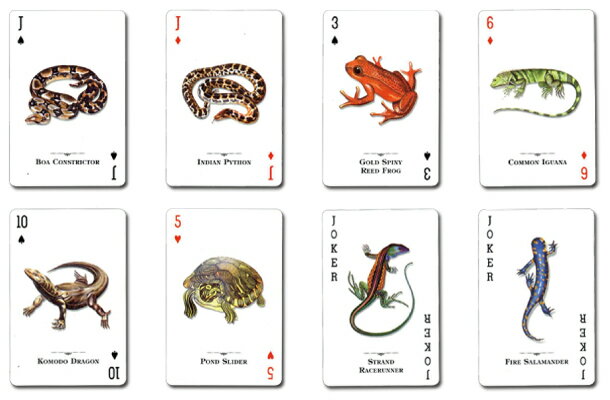 �ڥ���ե�Ǥ��襤�餷��������ξ���ि���ۥȥ��ס��ʥ����롦���� ������������ξ����