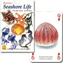 【Seashore Life】海辺の生き物
