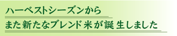 【キャッシュレス5％還元】無洗米 穂風 ほのか 10kg 5kg×2袋 国内産100％使用【送料無料】 Shop Of The Year 米大賞 [北海道沖縄へのお届けは別途送料760円] 【コンビニ受取 コンビニ決済 後払い 可】