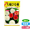 【メール便対応】種子 大輪ひな菊(雛菊・ひなきく) 春まき(春薪・たね・タネ):02P03Dec30:hst:04