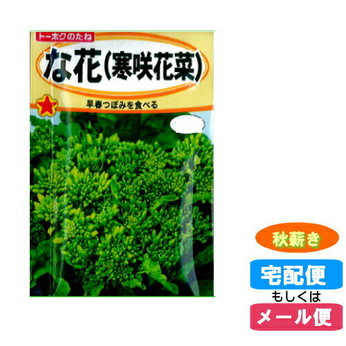 【メール便対応】種子 な花 (寒咲花菜) 秋まき(秋蒔・たね・タネ)::hst:04のサムネイル