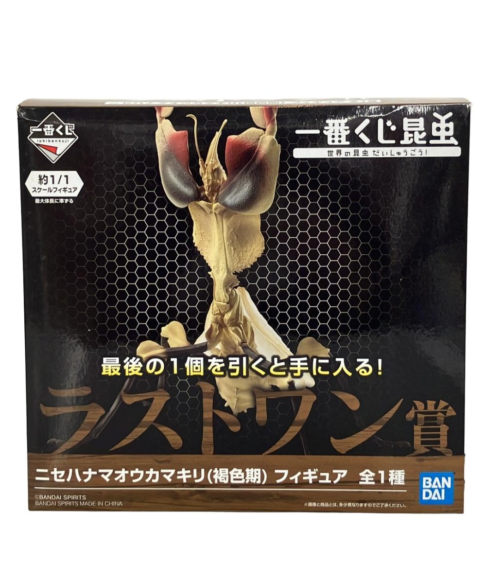 楽天市場】昆虫くじ ニセハナマオウカマキリの通販 楽天市場】昆虫くじ ニセハナマオウカマキリの通販
