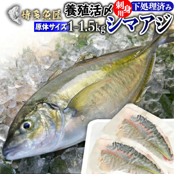 シマアジ 刺身 フィレ 原体1kg～1.5kg 3枚卸 可食部約43%(1.2kgのシマアジの場合約516g) 冷蔵 九州 鮮魚 活〆 贈答用 海産物 海鮮 おつまみ お取り寄せグルメ 九州 土産 お土産 父の日ギフト 父の日 プレゼント 実用的 70代 80代 実用 子ども 孫 おつまみ 海鮮 お中元