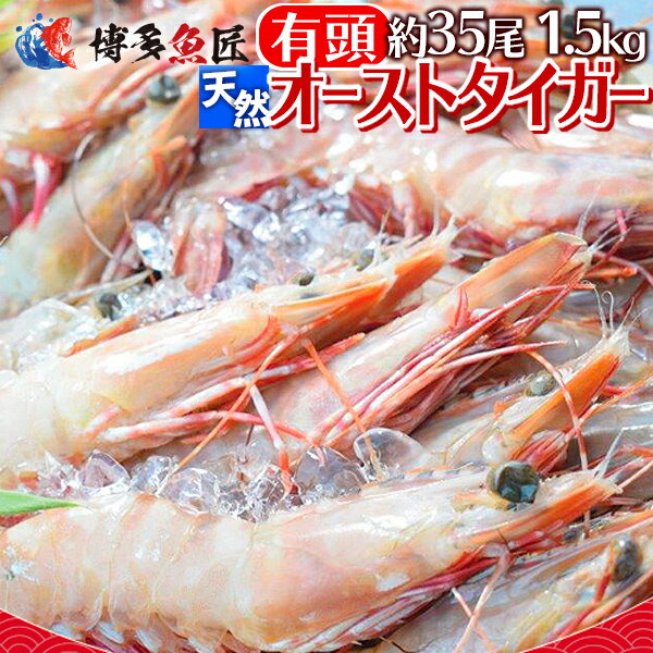 天然海老 オーストタイガー 有頭 1.5kg 約35尾前後 海産物 海鮮 天然 おせち 業務用 送料無料 父の日ギフト 父の日 プレゼント 実用的 70代 80代 実用 子ども 孫 おつまみ 海鮮