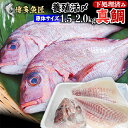 鯛 刺身 フィレ 3枚卸約750〜約1000g スキン(皮無)約525g〜約700g 原体1.5kg〜2kg 冷蔵 食べ物 ビールに合う 九州 鮮魚 養殖タイ 活〆 海産物 海鮮 おつまみ お取り寄せグルメ 九州 土産お食い初め 贈答用 クリスマス お年賀 2024 年内発送