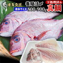 鯛 刺身 フィレ 3枚卸約400g〜約500g スキン(皮無)約280g〜約315g 原体1kg弱 冷蔵 九州 鮮魚 養殖タイ 活〆 お食い初め 海産物 お取り...