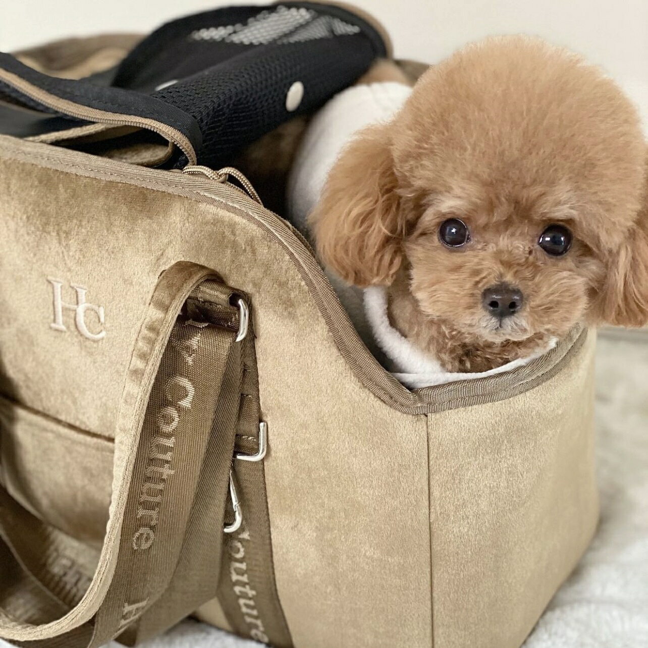 ペットリュック ペットキャリーバッグ ペットバッグ テレビで話題 ペットキャリー キャリーバッグ 犬用キャリーバッグ 愛犬用 ペット用 ロゴトート セレブ バッグ オシャレ 通院 いぬ 散歩 軽量 旅行 犬 ネコ 小型犬 リュック 猫 人気