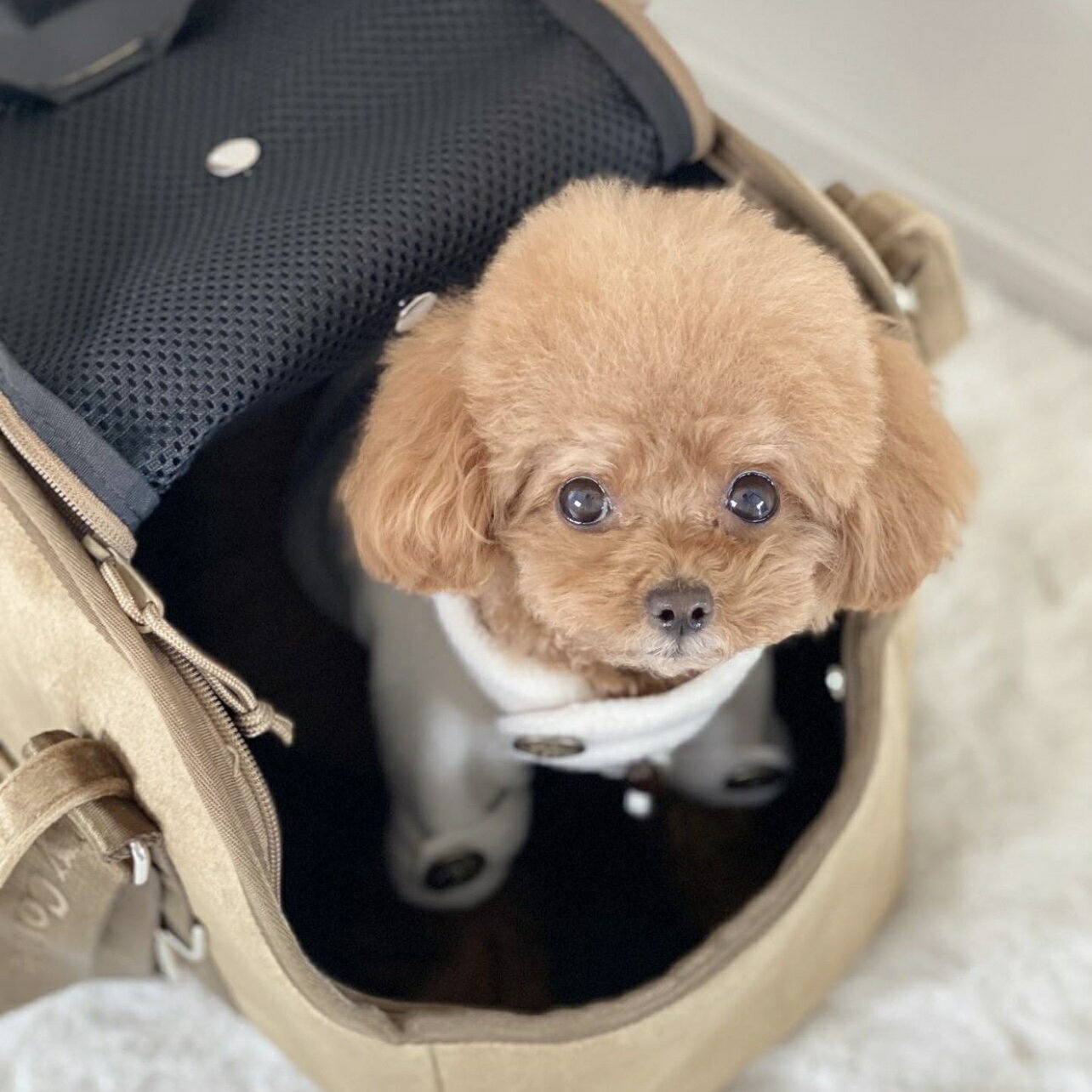 ペットリュック ペットキャリーバッグ ペットバッグ テレビで話題 ペットキャリー キャリーバッグ 犬用キャリーバッグ 愛犬用 ペット用 ロゴトート セレブ バッグ オシャレ 通院 いぬ 散歩 軽量 旅行 犬 ネコ 小型犬 リュック 猫 人気