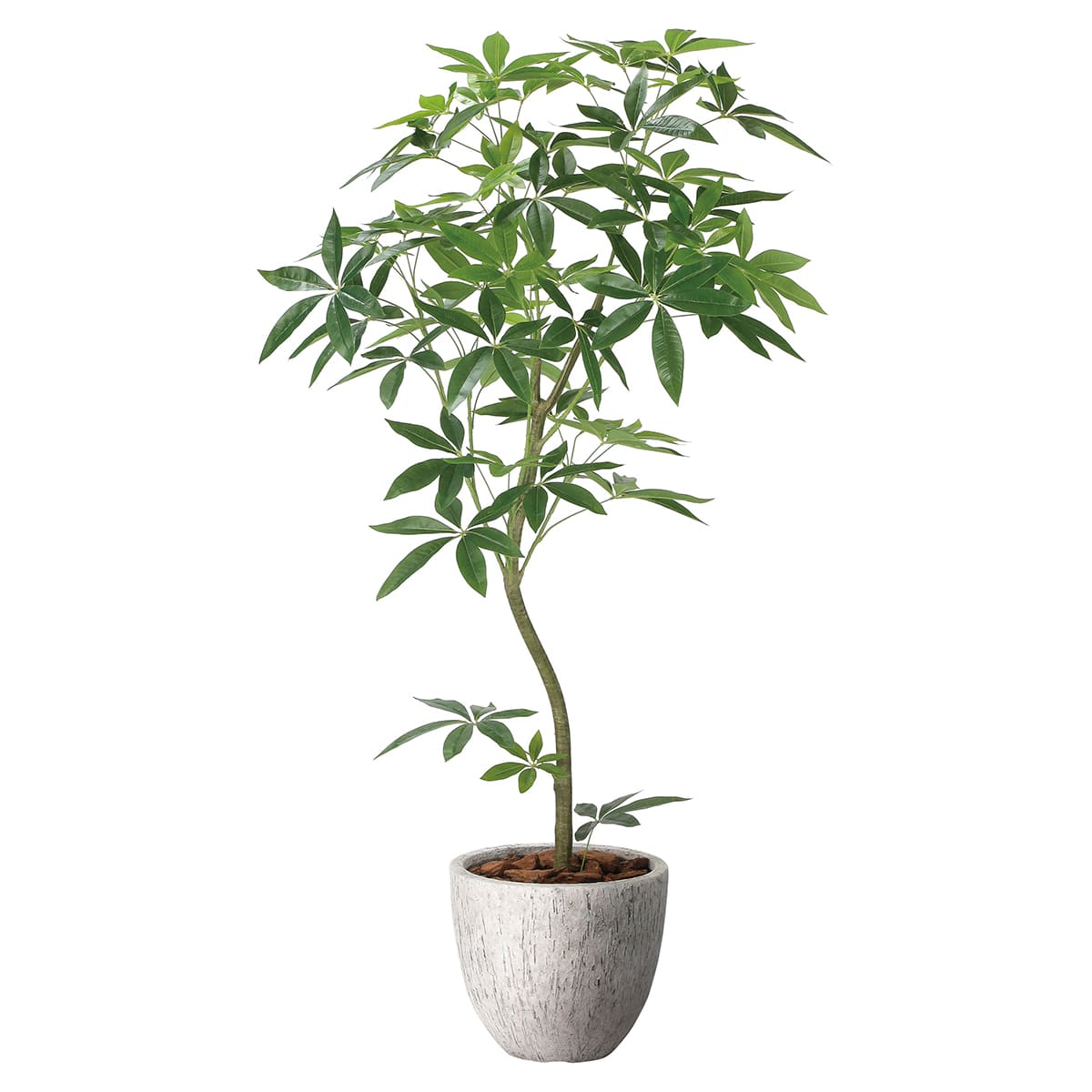 法人様限定 人工観葉植物 フェイクグリーン ナチュラルパキラ1.6 2400P580 アートクリエイション