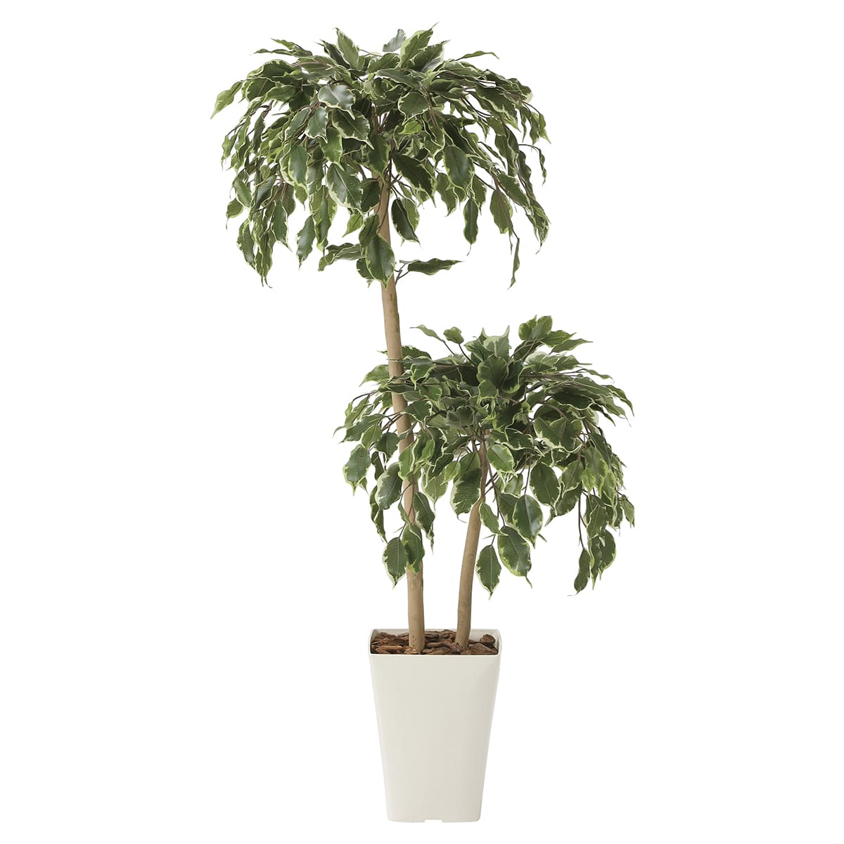 Rakuten - 法人様限定 人工観葉植物 フェイクグリーン ゴールデンフィカスダブル1.2 2282A200 アートクリエイション