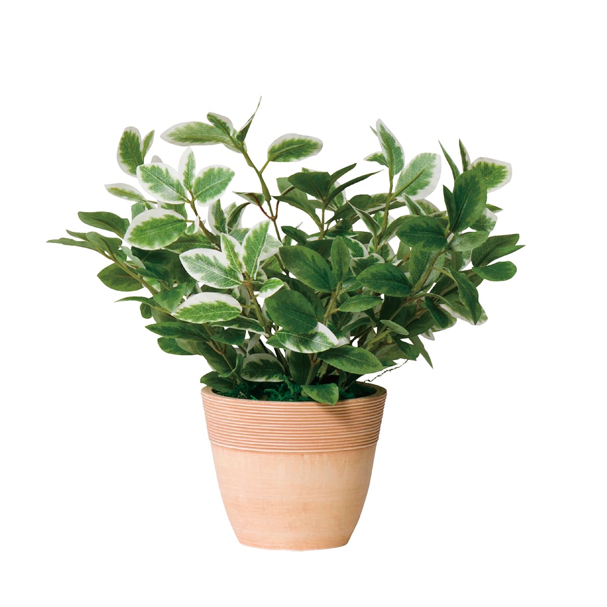 ˡ���͸��� ���꡼��ݥå� �ե��������꡼�� G-MLL �ߥ˥꡼��L ����