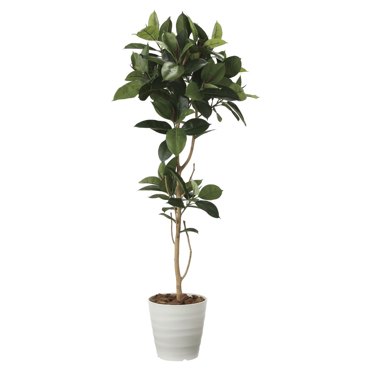 乐天商城 - 法人様限定 人工観葉植物 フェイクグリーン ゴムの木1.8 2024P380 アートクリエイション