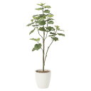 法人様限定 アートクリエイション オフィス家具 フェイクグリーン 人工観葉植物 ウンベラータツリー1.8 805A430