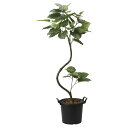 法人様限定 アートクリエイション オフィス家具 フェイクグリーン 人工観葉植物 インテリアウンベラータ1.65 2026M300