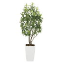 法人様限定 アートクリエイション オフィス家具 フェイクグリーン 人工観葉植物 フレッシュドラセナW1.8 2007K880
