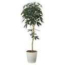 法人様限定 アートクリエイション オフィス家具 フェイクグリーン 人工観葉植物 デザインパキラ1.6 2008P270