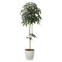 法人様限定 アートクリエイション オフィス家具 フェイクグリーン 人工観葉植物 デザインパキラ1.8 2009P310