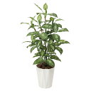 法人様限定 アートクリエイション オフィス家具 フェイクグリーン 人工観葉植物 ディフェンバキア1.1 426A175