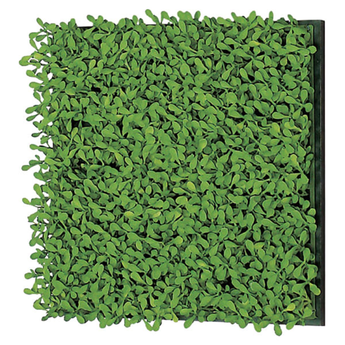 商品詳細（サイズ）■装飾：造花■本体：9mmMDFシート貼り■付属品：直付け用ビス■重量：0.6kg■サイズ：W250×D50×H250■補足：完成品【注意事項】※寸法は葉の広げ方によって多少変化します。※施工が必要な商品です。北海道、沖縄...