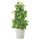 法人様限定 弘益 オフィス家具 フェイクグリーン 人工観葉植物 G-PLP ポールライムポトス