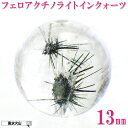 \31日まで!50周年記念祭/ パワーストーン 星入り水晶 バラ売り 天然石 スターインクォーツ 粒売り 丸玉 ハンドメイド パーツ ビーズ アクセサリー 風水...