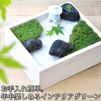 苔インテリア 苔盆 苔庭苔玉栽培セット栽培キットかわいい観賞セットスナゴケガーデニング観葉植物苔盆栽キッチンインテリア母の日父の日誕生日ギフトプレゼント癒し ワラウ 遊べるポイントサイト 苔インテリア 苔盆 苔庭苔玉栽培セット栽培キットかわいい観賞セットスナゴケガーデニング観葉植物苔盆栽キッチンインテリア母の日父の日誕生日ギフトプレゼント癒し ワラウ 遊べるポイントサイト