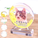 ペット 位牌 犬 猫 鳥 うさぎ ミニ位牌 透明 クリア 丸型 卵型 アクリル オーダーメイド 写真 プリント カラー 手乗り 軽い 軽量 コンパクト かわいい...