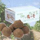 ※予約受付※ 「加賀丸いも 2kg」加賀平野の豊かな土と水に育まれたねばねば山芋 ※季節商品※