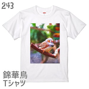 錦華鳥 Tシャツ 水彩錦華鳥 243 小鳥 鳥 鳥好き 雑貨 グッズ 雑貨 キンカチョウ フィンチ ゼブラフィンチ スズメ目 鳥雑貨 オーナーグッズ ティーシャツ プレゼント ギフト