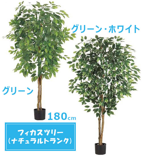 人工観葉植物 フィカスツリー 180cm (ナチュラルトランク) グリーン / グリーン・ホワイト おしゃれ 飾り インテリア 店内装飾 大型 フェイク 造花 インテリアグリーン