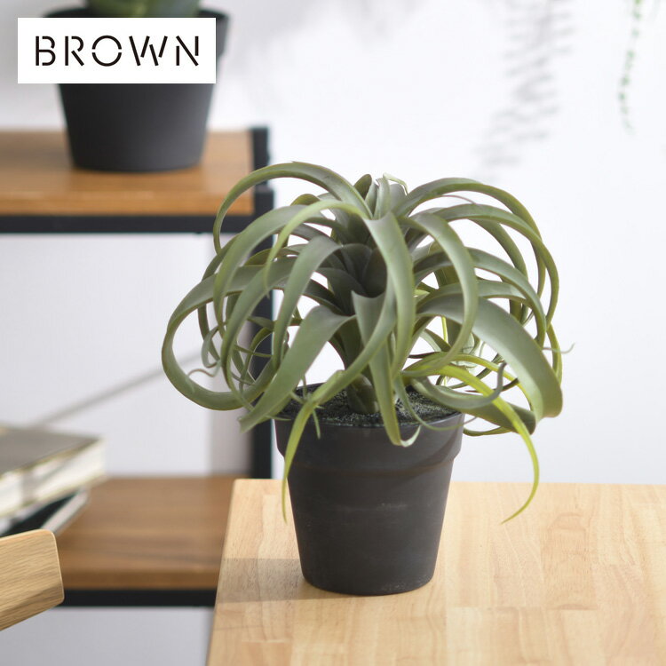 【土日祝も発送】 Brown. ブラウン キセログラフィカ ポット 991540 観葉植物 フェイクグリーン インテ..