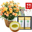 鉢 母の日 プレゼント ギフト 花 カーネーション オレンジ 鉢植え 5号 と 最高位茶匠銘茶 十段お茶 コーヒー セット 花とコーヒー 写真付き カード 50代 60代 70代 80代 おしゃれ 母の日花と飲み物 母の日花 7000円 (HSE)