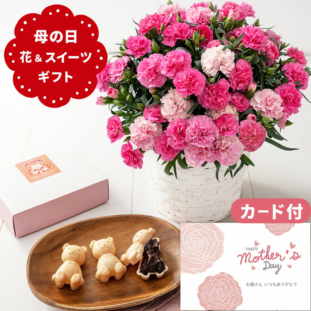 母の日 花とお菓子 ギフトセット カーネーション くま あんバター 最中 和菓子 スイーツセット 可愛い お花とお菓子 ピンク お花 70代 60代 50代 40代 母の日プレゼント (HADF) カード メッセージ フラワー ギフト 鉢植え 5000円 記念日 送料 無料 [袋N][包装]のサムネイル