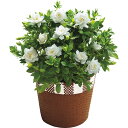 父の日 プレゼント ギフト ガーデニア 鉢植え 花 鉢花 かご 2025 父 父親 50代 60代 70代 80代 珍しい 父の日プレゼント 男の人 男性 感謝...
