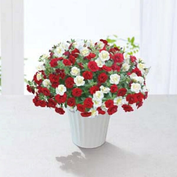 母の日 早割 2025 プレゼント 母の日ギフト 鉢植え 6号 花 ピンク 白 コントラスト スーパーベル ダブルレッド ホワイト 鉢花 生花 高さ30cm 母 母親 50代 60代 70代 80代 珍しい 母の日プレゼント 女の人 女性 妻 嫁 感謝 誕生日プレゼント 誕生日 6000円 送料無料 (HSD)