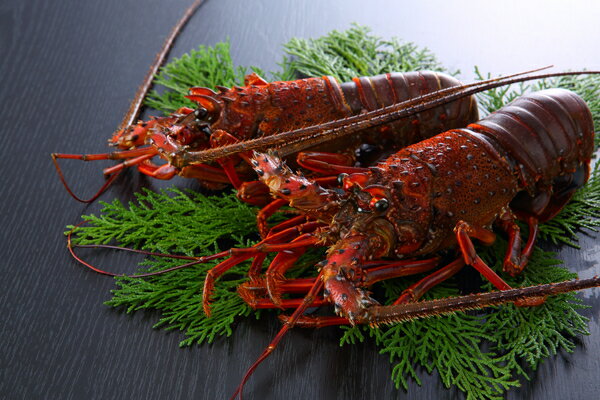 内祝い 高級グルメ 天然伊勢海老 活〆ボイル冷凍 約250gx2尾 お祝い返し 内祝い 出産 結婚 お祝い お返し 結婚内祝い 出産内祝い 結婚祝い 出産祝い (KM)軽 食品 結婚祝 ギフト 送料無料 内祝い 一万円 1万円 高級 お祝い 写真入り 1歳 入学 新築内祝い 初節句 桃の節句