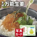 お中元 夏ギフト 万能 おかず 生姜 食べ物 新築内祝い お返し 親 職場 半返し ママ友 身内 品物 快気祝い 快気内祝い 就職祝い お見舞い お返し 退院祝い お礼 50代 60代 70代 お供え 還暦 3000円 (SK)軽 プレゼント 出産 内祝い 結婚 自分へのご褒美