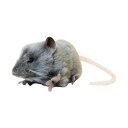 nT lY~ l ˂ O[ DF ʂ Hansa Mouse Plush, Gray