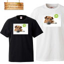 【※ゲリラ開催10%OFF 割引クーポン発行※ 8/20~8/25まで!】 犬 いぬ ワンコ わんこ 動物 アニマル dog animal 可愛い cute モノクロ ロゴ 写真 フォト フォトT Tシャツ プリント デザイン 洋服 t-shirt 白 黒 ホワイト ブラック