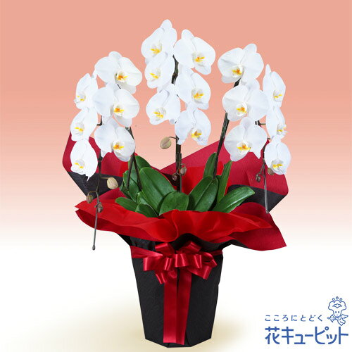 ギフト 胡蝶蘭 3本立 開花輪白18以上 赤系ラッピングyf00 移転 花キューピット 記念日 開設 お祝い 花 開設 引越 花 開店祝い 開業祝い 移転 プレゼント インターネット花キューピット安心のカスタマーサポート お花屋さんがお届けします
