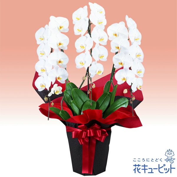 胡蝶蘭　3本立（開花輪白27以上）赤系ラッピング 511528｜花キューピットのお花のギフトランキング