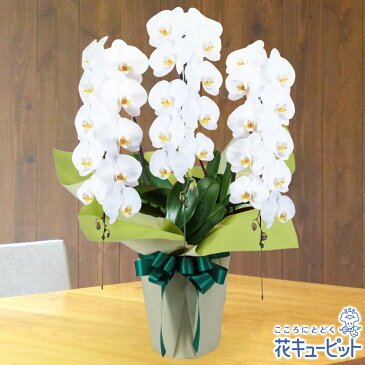 【お盆】 新盆 初盆 供花 仏花 法事 仏事 お悔やみ お供え 供物 帰省 花キューピットのお供え胡蝶蘭 3本立(開花輪白30以上)mk00-511535
