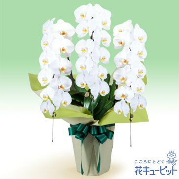 【お盆】 新盆 初盆 供花 仏花 法事 仏事 お悔やみ お供え 供物 帰省 花キューピットのお供え胡蝶蘭 3本立(開花輪白33以上)mk00-511539