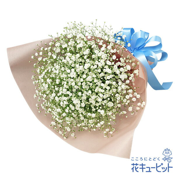 ■【ペット用フラワーギフト・お祝い】カスミソウの花束　花束/オールラウンド　4675　円(税込)可憐で繊細なカスミソウをナチュラルな花束にしました。小さい花をたくさん楽しむことのできるカスミソウの花言葉は「幸福・感謝」など。優しい清らかな雰囲気のカスミソウの花束で「ありがとう」や「おめでとう」を伝えましょう。シンプルながら、憧れを持っている方も多いデザインです。かけがえのない家族の一員のお祝いに、お花のギフトを！誕生日、お祝いにどうぞ。お届け先近くの花キューピットのお店から、メッセージカード付で直接お届けいたします。※商品価格にはご利用手数料が含まれております。3849円以下の商品は手数料660円（税込）、3850円以上の商品は手数料825円（税込）となります。※配達不能な区域がありますので必ずご確認ください。配達不能地域へのご注文についてはキャンセルとさせていただきます。【色合い】：ホワイト【スタイル】：花束【主な花材】：カスミソウ【サイズ】：長さ35×幅42×奥行28cm【こんなご用途に】：ペットの誕生日・記念日ご注文に関する注意事項※写真はイメージです。 地域・季節によって、一部花材・花器等が異なる場合がございます。商品価格にはご利用手数料が含まれております。3849円以下の商品は手数料660円（税込）、3850円以上の商品は手数料825円（税込）となります。※配達不能な区域がありますのでご確認ください。配達不能地域へのご注文についてはキャンセルとさせていただきます。※メッセージカードは無料にてお付けします。※メッセージカードにはお名前は入りません。必要な場合はメッセージ内にご記入ください。 『 無 料 メ ッ セ ー ジ ご 利 用 の 方 へ 』 　●「定型文をご利用の場合」　　・上記商品欄の【メッセージ】を選択　●「フリー入力をご利用場合」※産直ギフトはご記入していただいても、対応できません。　　・メッセージの入力場所：注文確認画面内の備考欄にございます、メッセージ入力欄にて承ります。　　・メッセージの文字制限：差出人のお名前を含み30文字まで。絵文字、機種依存文字などの文字は使用できません。　　※フリー入力をご利用の場合、上記商品欄の【メッセージ】で選択されたメッセージは記載されませんお届け日について※ご購入商品、お支払い方法により詳細が異なりますのでご注意ください。 ※コンビニ前払いの場合は：入金期限日前迄にご入金ください。※コンビニ前払いの場合、お花のご手配は入金後となります。期日までにお支払いが確認できない場合は、キャンセル扱いとさせていただきます。カード決済エラーによる入金遅延もこれに準じます。 注文後に送付されます【注文確認メール】に記載のある、支払い期日までにご入金ください。お届け先へ事前に在宅確認の連絡をする場合があります。なお、連絡がつかない場合は、ご指定の日時にお届けができない場合がございます。■コンビニ前払い際の注意ご注文後に、お支払い受付番号を記載したメールを楽天市場からお送りいたします。お支払いの際にはお支払い受付番号が必要です。※お届け希望日前日を過ぎての入金の場合、入金期限内でもお届け日を変更させていただく場合がございます。予めご了承ください。"