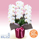 花鉢(胡蝶蘭・洋蘭) お祝い 記念日 結婚 出産 送別 開店 開業 オープン 胡蝶蘭 3本立(開花輪白30以上)ピンク系ラッピングhd00-512530