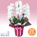 花鉢(胡蝶蘭・洋蘭) お祝い 記念日 結婚 出産 送別 開店 開業 オープン 胡蝶蘭 3本立(開花輪白27以上)ピンク系ラッピングhd00-512534