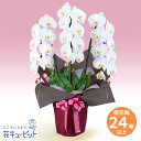 花鉢(胡蝶蘭・洋蘭) お祝い 記念日 結婚 出産 送別 開店 開業 オープン 胡蝶蘭 3本立(開花輪白24以上)ピンク系ラッピングhd00-512538