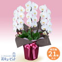 花鉢(胡蝶蘭・洋蘭) お祝い 記念日 結婚 出産 送別 開店 開業 オープン 胡蝶蘭 3本立(開花輪白21以上)ピンク系ラッピングhd00-512542