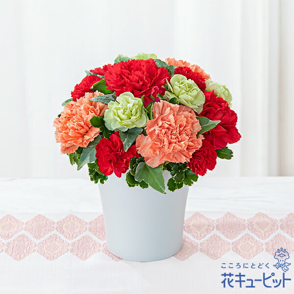 【母の日ギフト】花キューピット【日付指定可】 2026年 まだ間に合う プレゼント 花 女性 お母さん ママ 誕生日 60代 70代グラマラス（レッド）mt01yr-521339